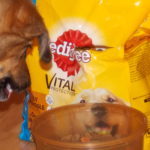 Karmy dla psów z problemami jelitowymi
