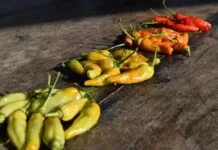 Antipasti na grill z włoską duszą